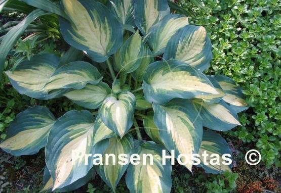 Hosta Pure Intensions